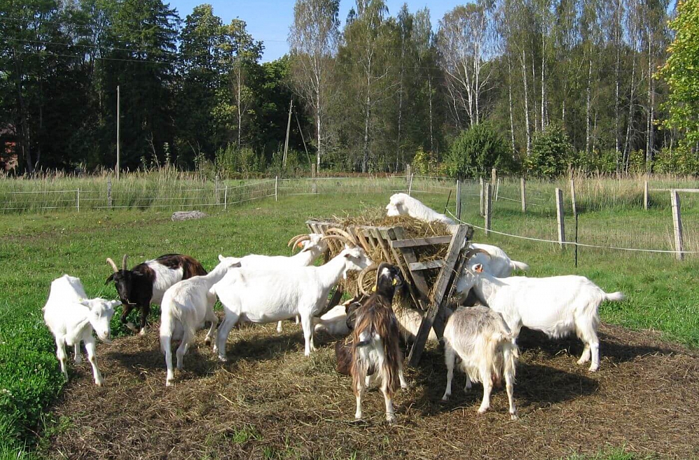 Līgas Kozakas saimniecība.