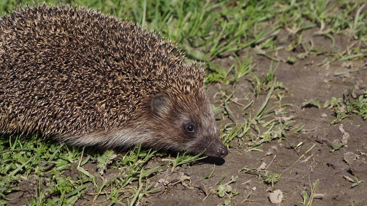 Baltkrūtainais ezis (Erinaceus roumanicus)