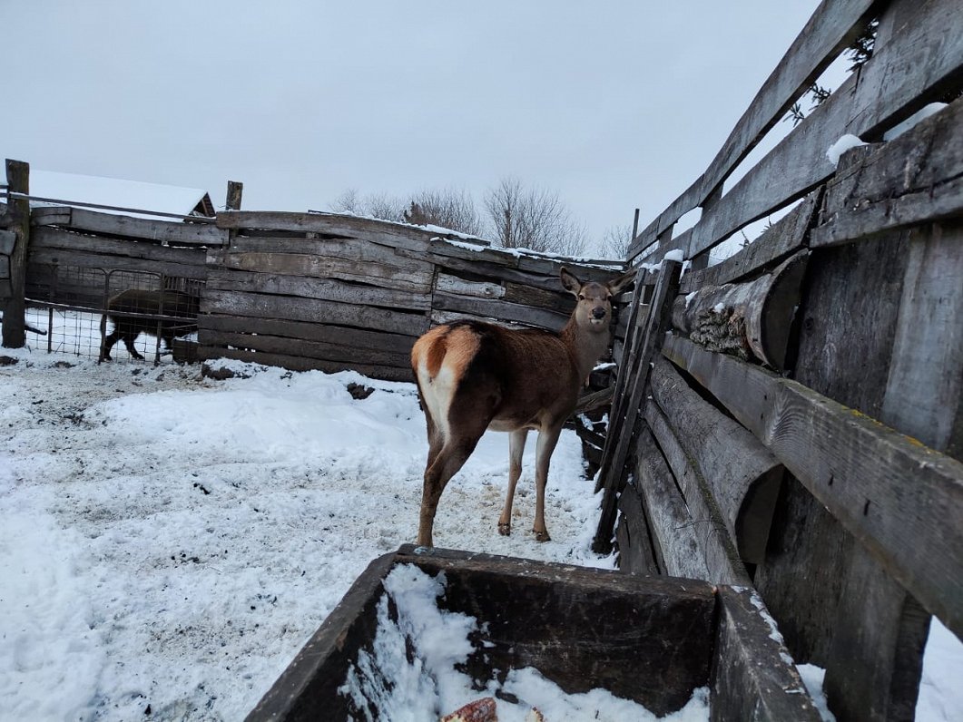 Mini zoo iemītnieki Ukrainas Sumu apgabalā.