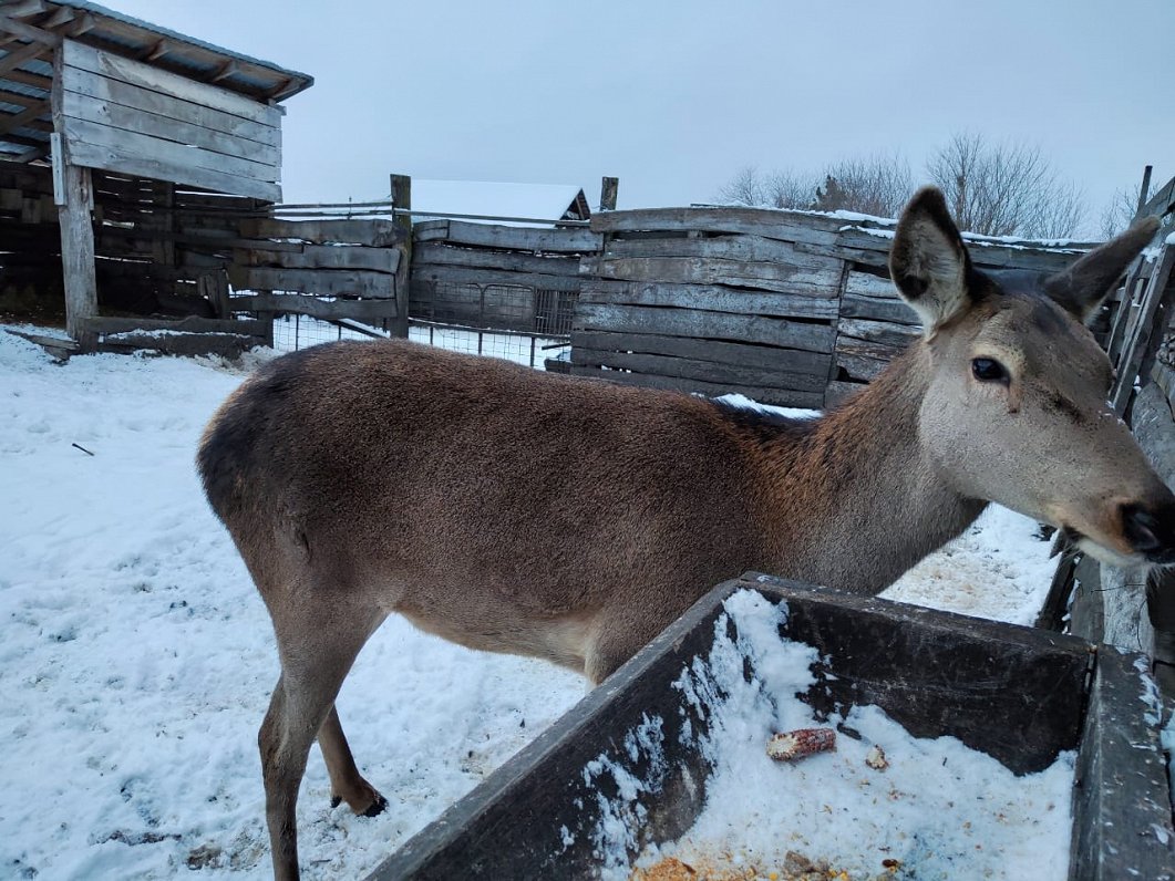 Mini zoo iemītnieki Ukrainas Sumu apgabalā.