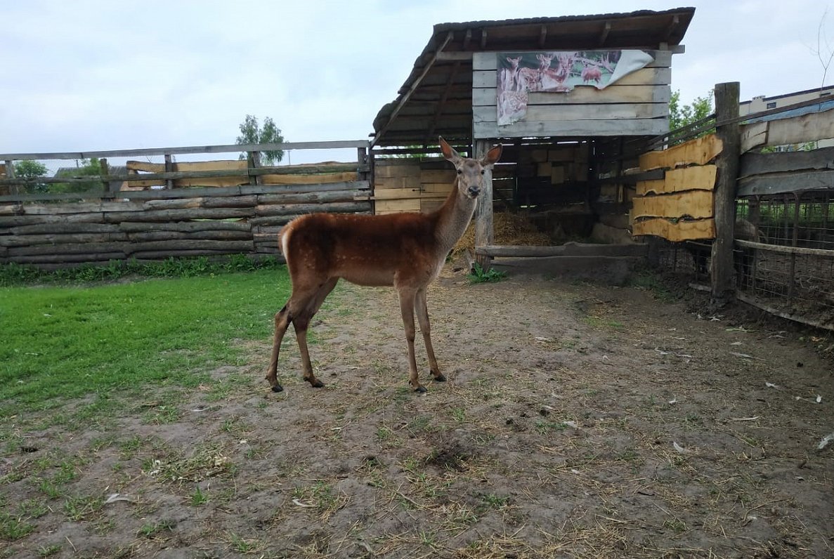 Mini zoo iemītnieki Ukrainas Sumu apgabalā.