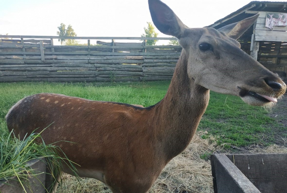 Mini zoo iemītnieki Ukrainas Sumu apgabalā.