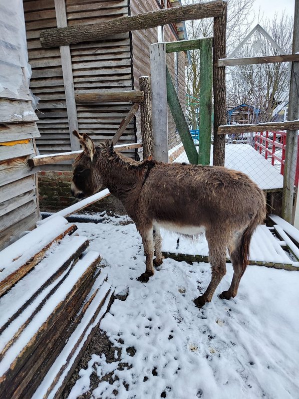 Mini zoo iemītnieki Ukrainas Sumu apgabalā.