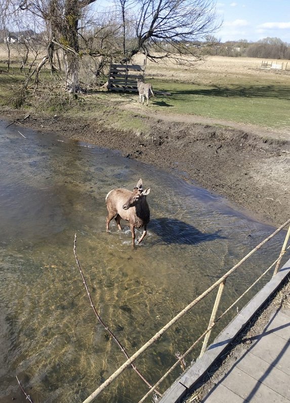 Mini zoo iemītnieki Ukrainas Sumu apgabalā.