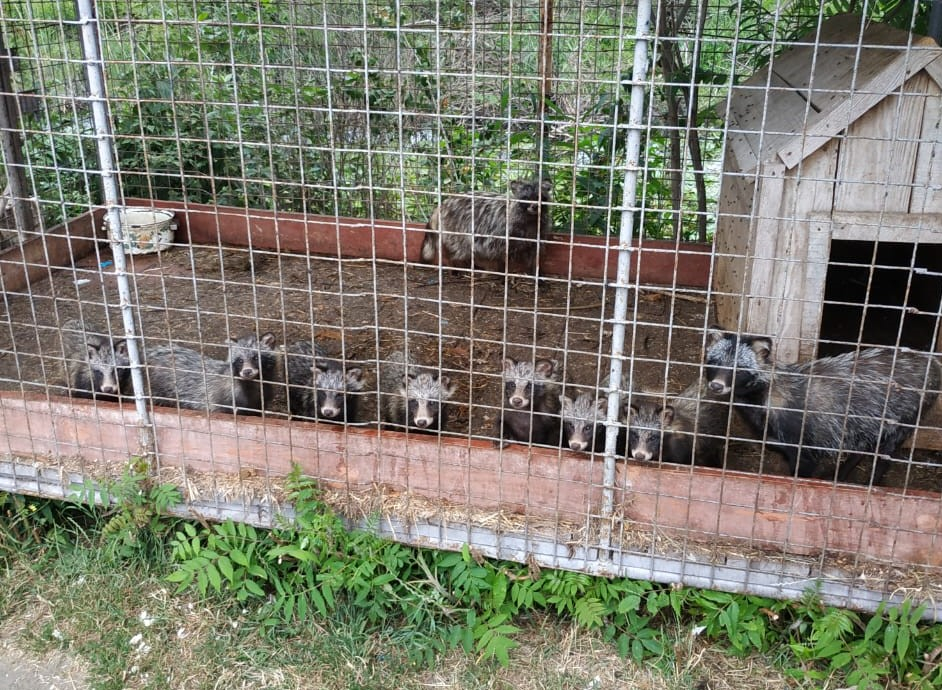 Mini zoo iemītnieki Ukrainas Sumu apgabalā.