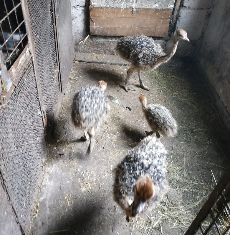 Mini zoo iemītnieki Ukrainas Sumu apgabalā.