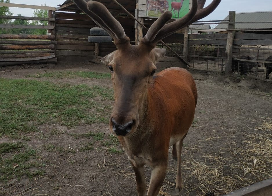 Mini zoo iemītnieki Ukrainas Sumu apgabalā.