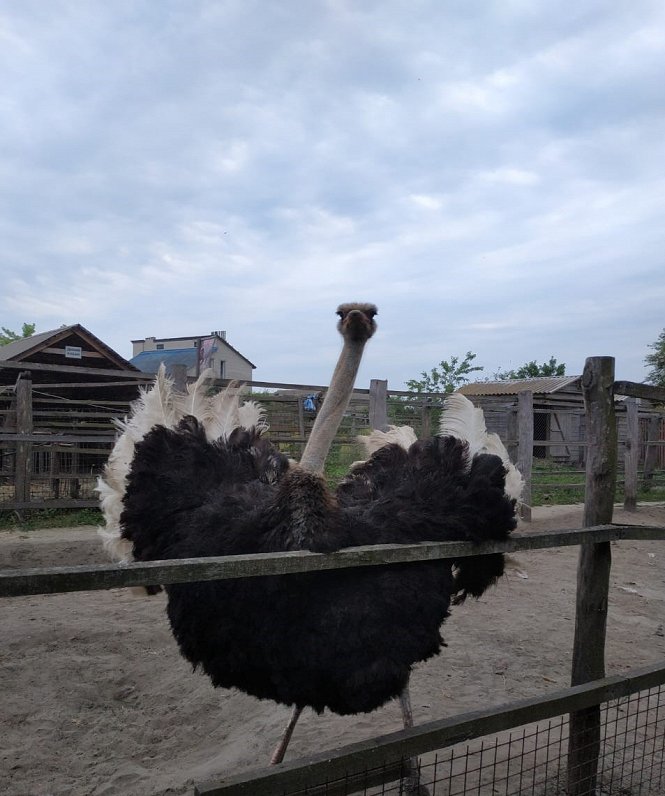 Mini zoo iemītnieki Ukrainas Sumu apgabalā.