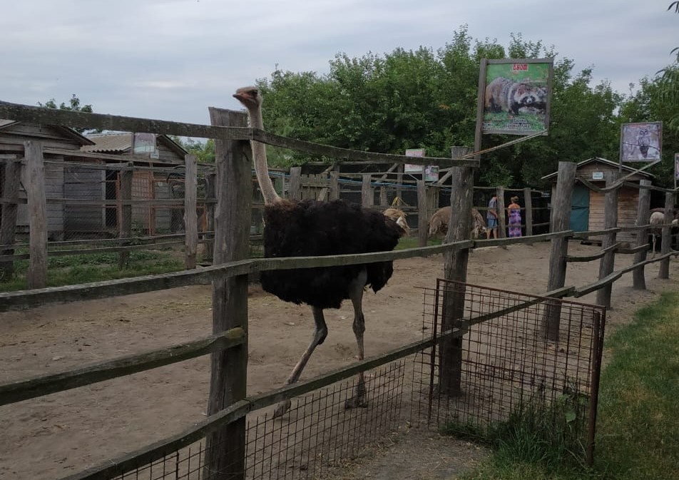 Mini zoo iemītnieki Ukrainas Sumu apgabalā.