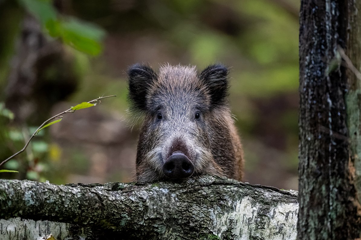 Māra Kreicberga dabas fotogrāfijas.