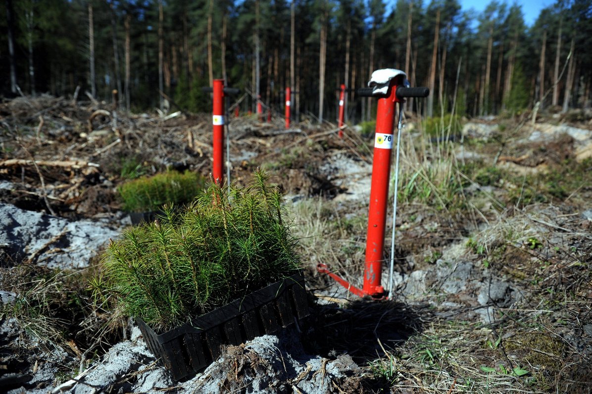 Jauna meža stādīšana&quot;Rīgas meži&quot; Daugavas mežniecībā